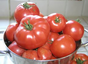 [Tomatoes[1].jpg]